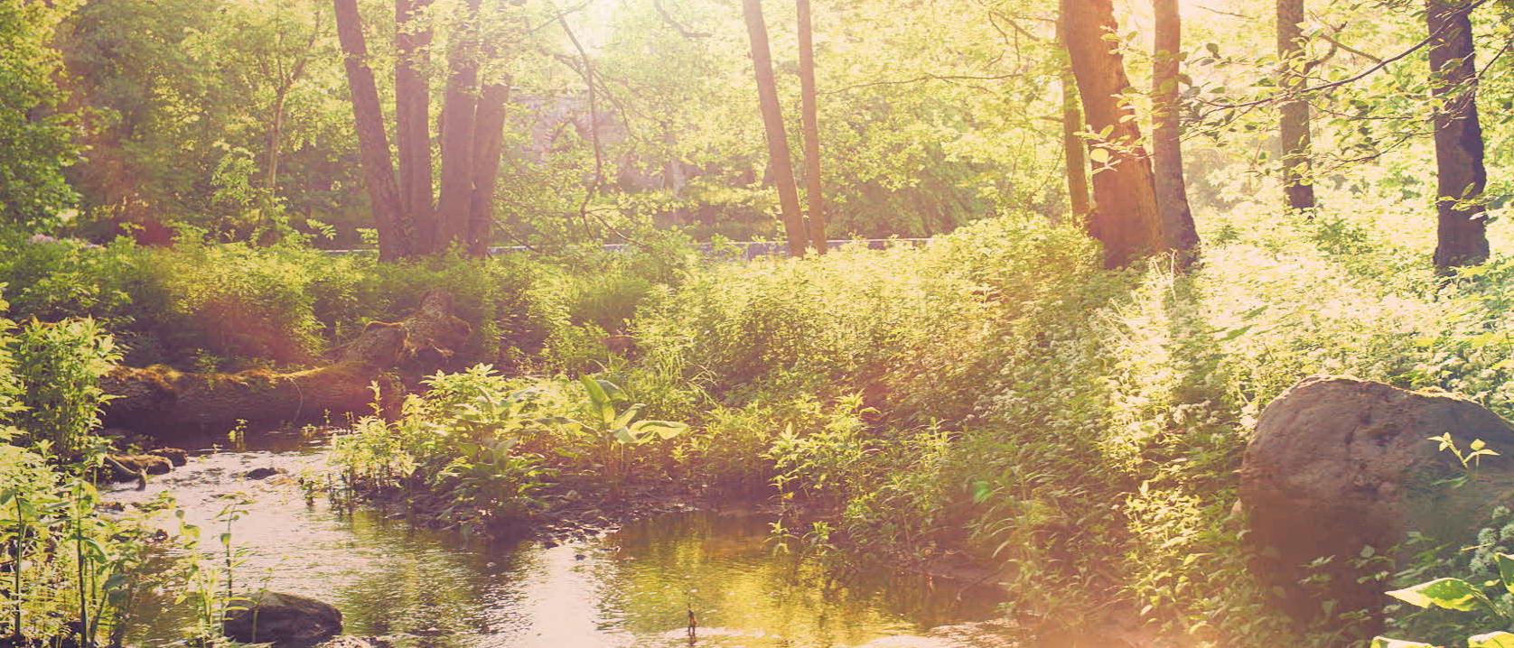 Video thumbnail of the expanded Forest Meditation theme showing sunlight streaming through a lush green forest with a small stream and rocks.