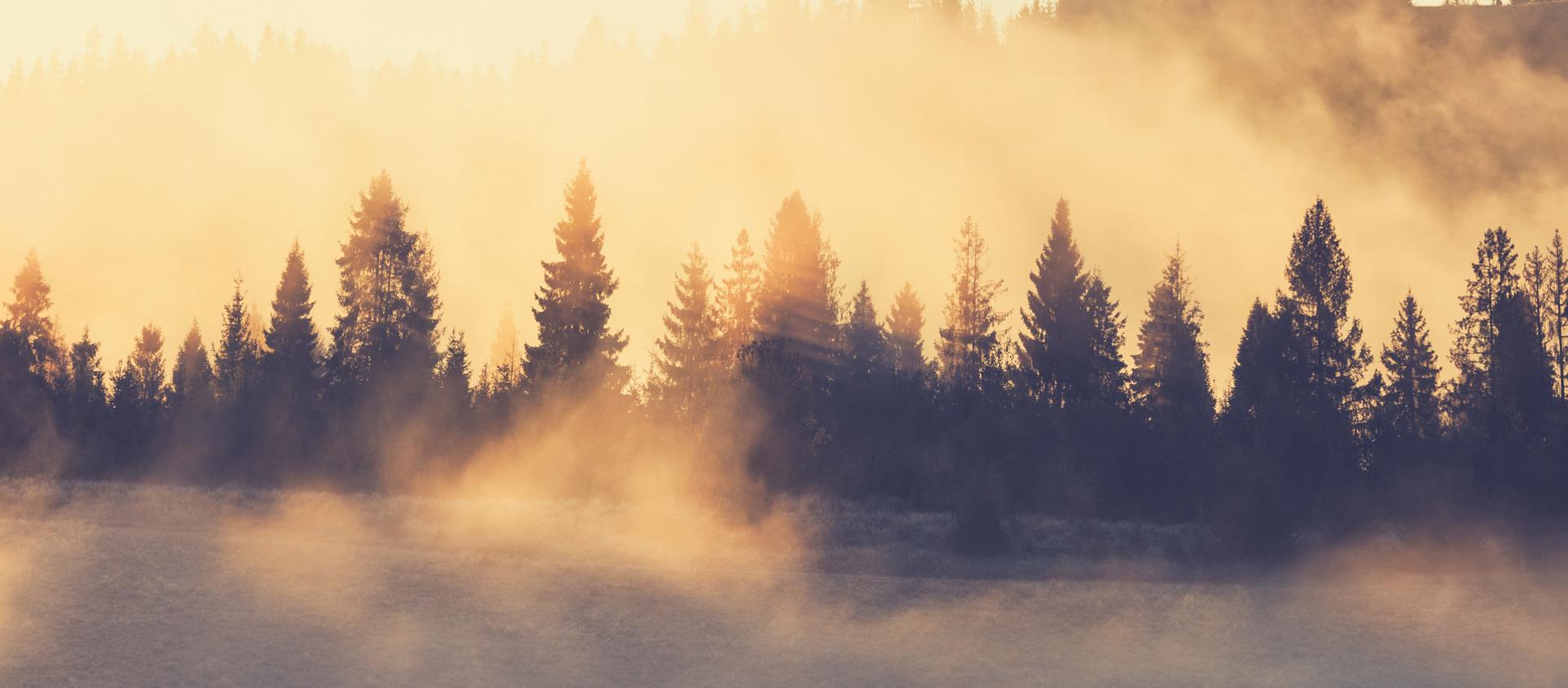 Mist rises from a forest following the end of a rain storm